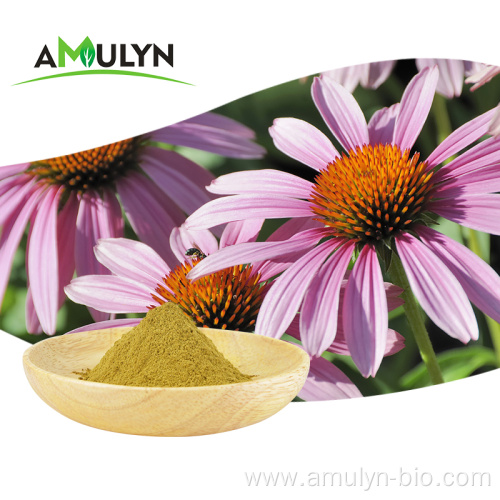 Natural Echinacea Angustifolia Purpurea Root Extract Powder